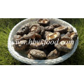 Bom Preço Seco Shiitake / Secas Cogumelo Shiitake